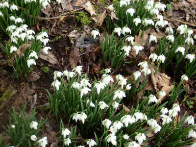Schneegloeckchen_Fichte_12032012.jpg