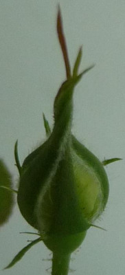 FDxPA1_05.JPG