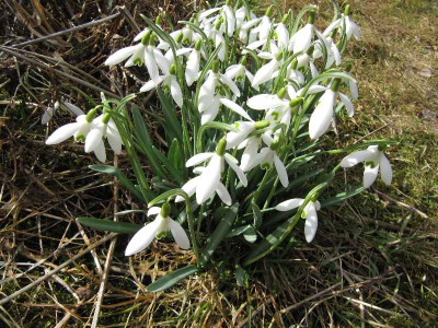 Schneegluckchen_2_MGP_120311.jpg