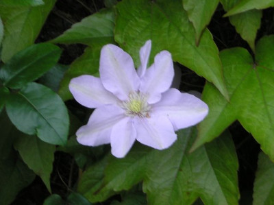 silvermoonclematis.jpg