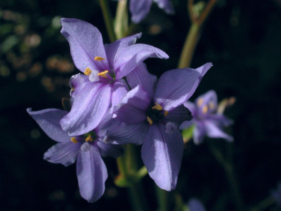 Aristea_ecklonii.jpg