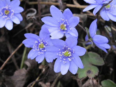 Buis_14.3.12_ue.jpg