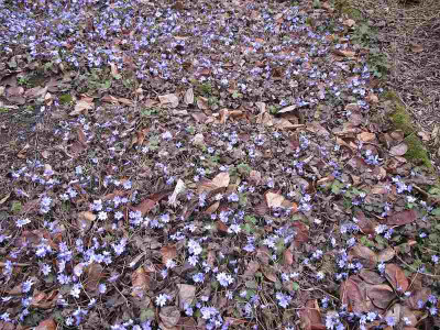 Buis1_14.3.12_ue.jpg