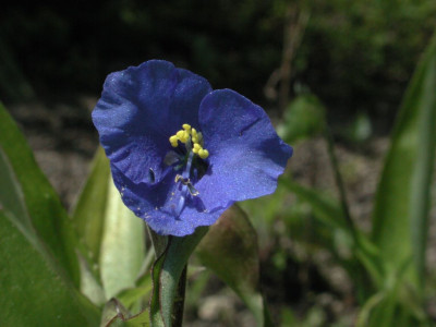Commelina_tuberosa.jpg