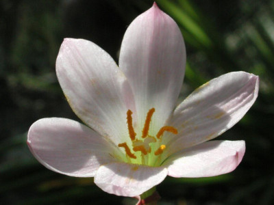 Zephyranthes.jpg