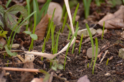 saemlinge_galanthus.jpg