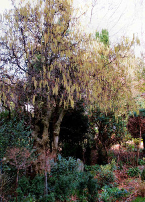 Corylus_avellana_Condorta_W.jpg