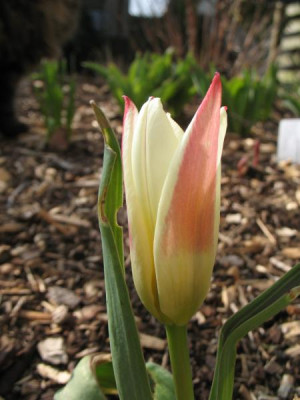 IMG_5058_Tulipa_kaufmanniana_Johann_Strau.jpg