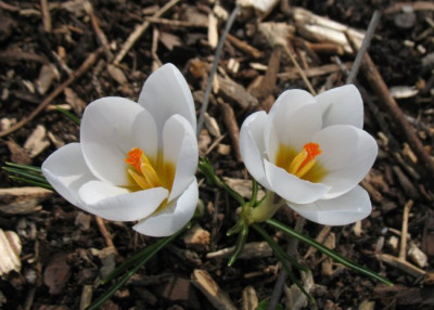 IMG_5065_crocus_miss_vain.jpg