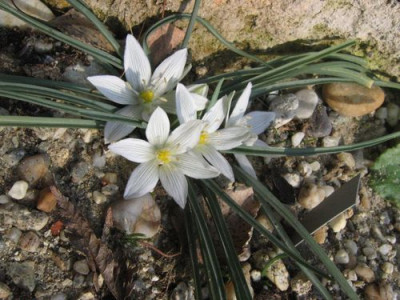 Ornithogalum_nana.jpg