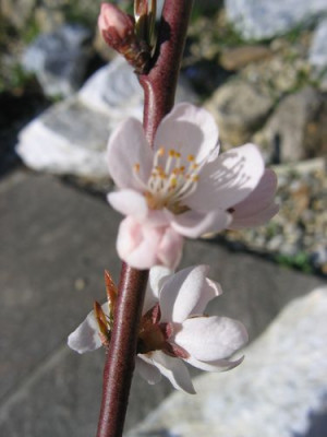 Prunus_1.jpg