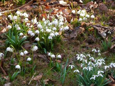 Leucojum_und_Galanthus.jpg