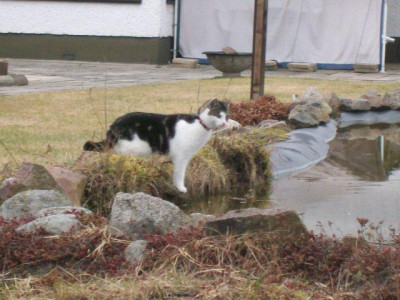 Katze-Teich.jpg