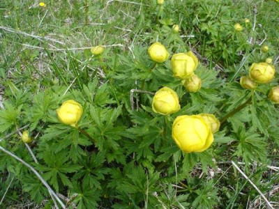 butterblumen.jpg