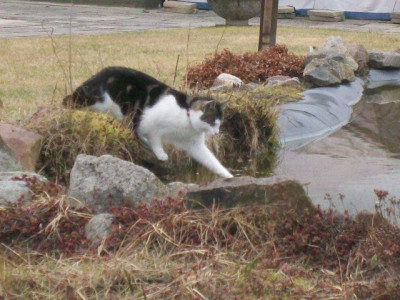 Katze-Teich2.jpg