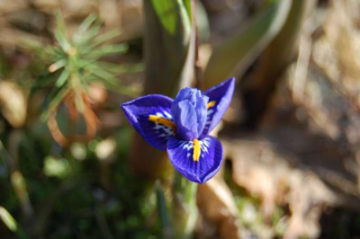 Fruehling_6194.JPG