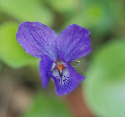 C0333b_Large.jpg