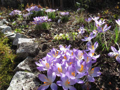 Crocus_tommasinianus_120316.jpg