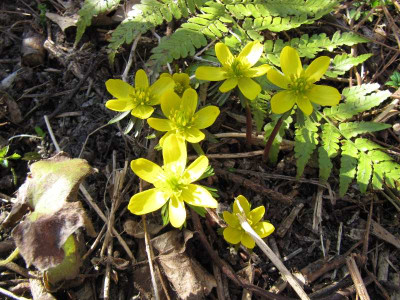 Eranthis_x_tubergenii_120316.jpg