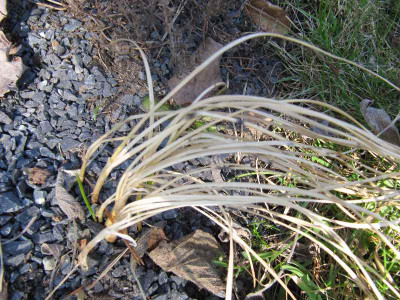 Laub_Herbstkrokus_120316.jpg