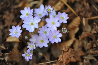 Hepatica_Ma776rz.jpg