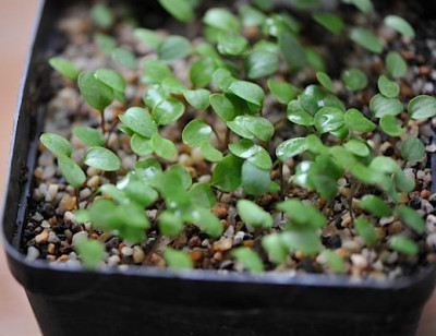 Hepatica_Sa776mlinge.jpg