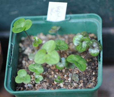 Hepatica_Jungpflanzen.jpg