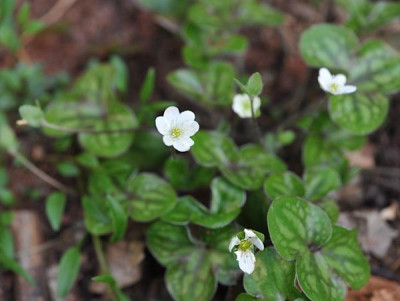 Hepatica_marbled_leaf.jpg