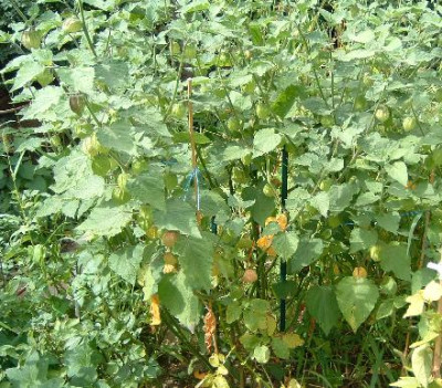 physalis_2003.jpg