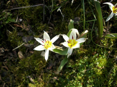 wildtulpen.jpg