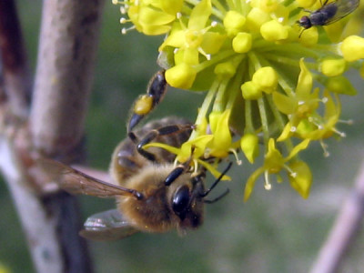 cornus.jpg
