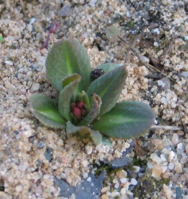 Primula_maximowiczii-2012.jpg
