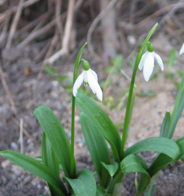 g.woronowii.jpg