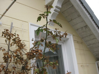 IMG_0947.JPG