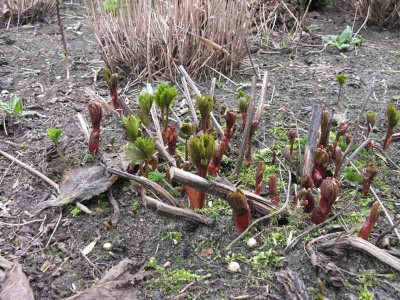 Paeonia_peregrina_Gartenpur.jpg