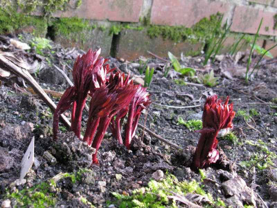 Paeonia_Red_Charm_Gartenpur.jpg