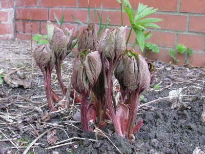 Paeonia_daurica_Gartenpur.jpg