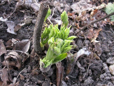 Paeonia_mollis_Samling_Gartenpur.jpg