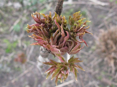 Paeonia_rockii_Gartenpur.jpg