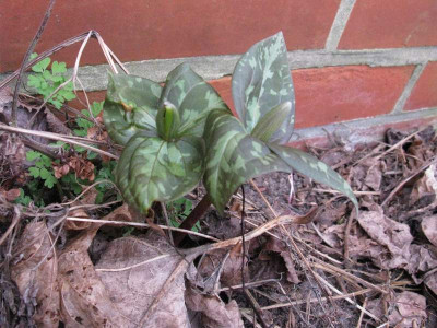Trillium_Gartenpur.jpg