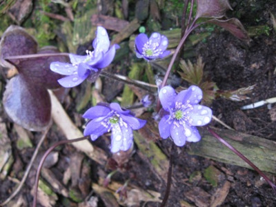 Hepatica_11.jpg