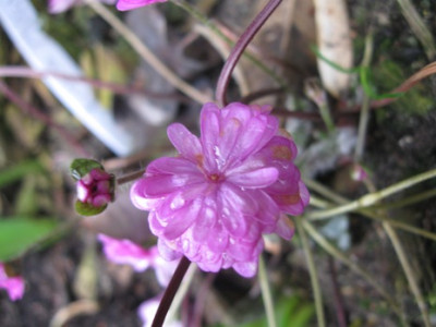 Hepatica_3.jpg
