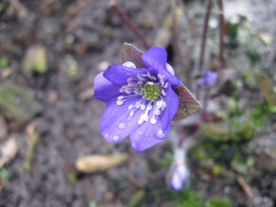 Hepatica_4.jpg