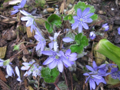 Hepatica_15.jpg