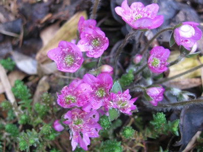 Hepatica031.jpg