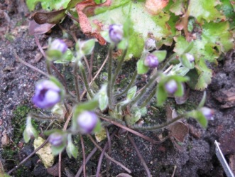Hepatica_040.jpg