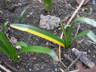 Leucojum_18.2.12_ue.jpg