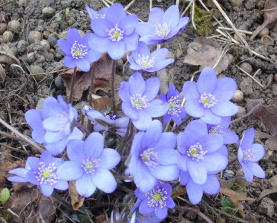 Hepatica_800x800_80KB.jpg