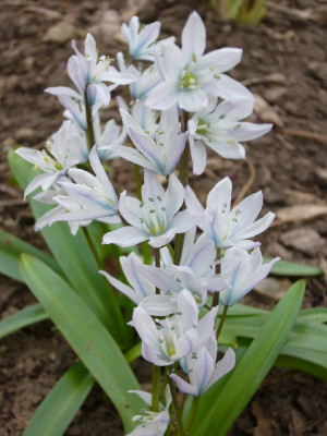 Scilla_mischtschenkoana_800x800_80KB.jpg