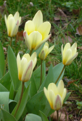 Tulipa_k._800x800_80KB.jpg
